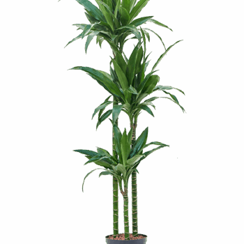 Dracaena fragrans 'Janet Craig' 90-60-30