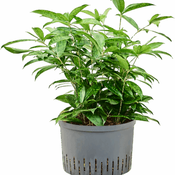 Dracaena surculosa Tuft