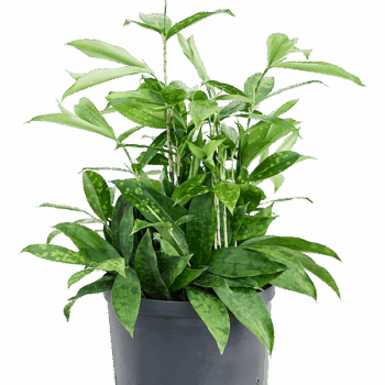 Dracaena surculosa Tuft