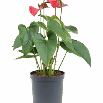 Anthurium andraeanum 'Sierra' Bush Red