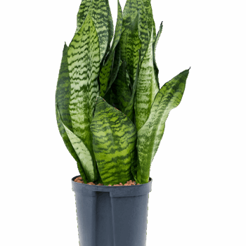 Sansevieria zeylanica 'Compacta' Tuft