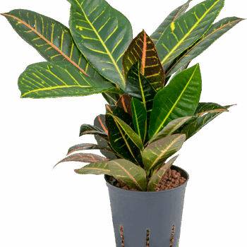 Croton (Codiaeum) variegatum 'Petra' 2pp