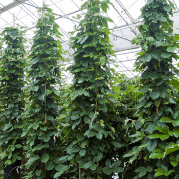 Tetrastigma voinierianum Pyramid