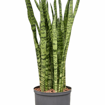 Sansevieria zeylanica Tuft