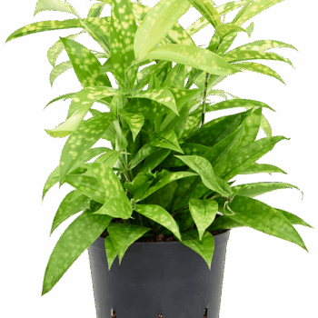 Dracaena surculosa 'Mike' Tuft