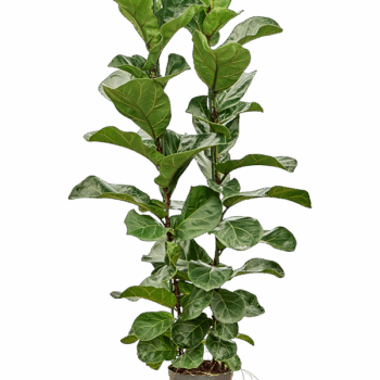 Ficus lyrata 'Bambino' 2pp