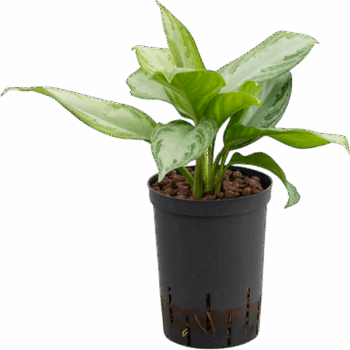 Aglaonema 'Silver Bay' Tuft