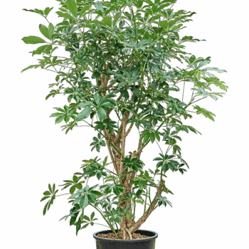 Schefflera arboricola 'Compacta' Branched