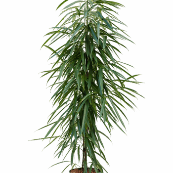 Ficus binnendijkii 'Alii' Tuft