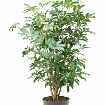 Schefflera arboricola 'Compacta' Branched