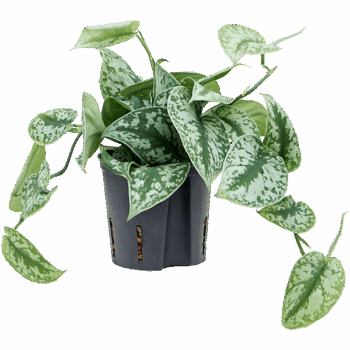 Scindapsus pictus 'Trebie' Hanger