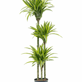 Dracaena fragrans 'Lemon Lime' 90-60-30