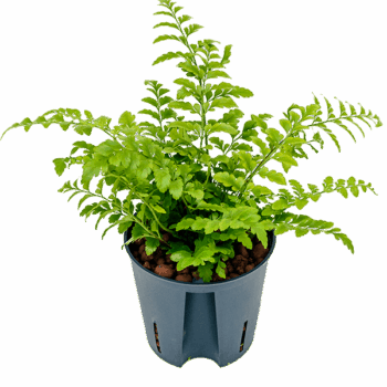 Asplenium dimorphum 'Parvati'