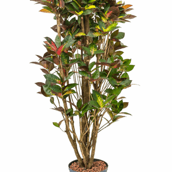 Croton (Codiaeum) variegatum 'Mrs. Iceton' Branched
