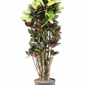 Croton (Codiaeum) variegatum 'Mrs. Iceton' Branched