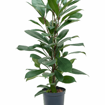 Ficus cyathistipula 2pp