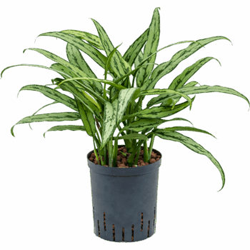 Aglaonema 'Cutlass' Tuft