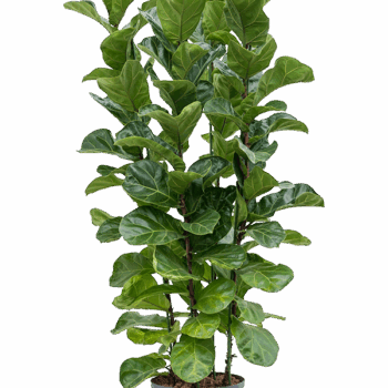 Ficus lyrata 'Bambino' 4pp
