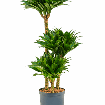 Dracaena fragrans 'Compacta' 60-30-15