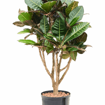 Croton (Codiaeum) variegatum 'Petra' Branched
