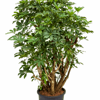 Schefflera arboricola 'Compacta' Branched