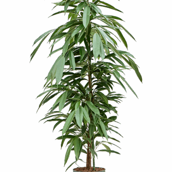 Ficus binnendijkii 'Amstel King' Tuft