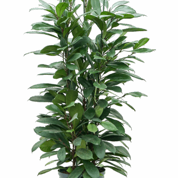 Ficus cyathistipula 6pp