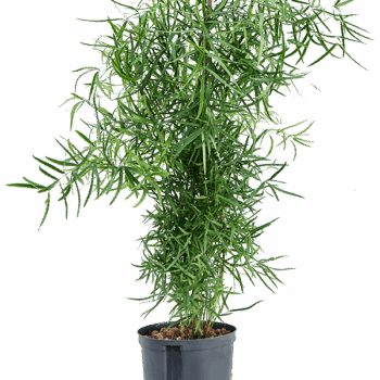 Asparagus falcatus Tuft