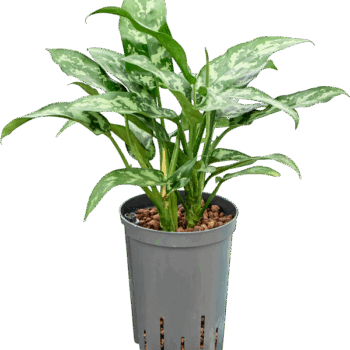 Aglaonema 'Maria' Tuft
