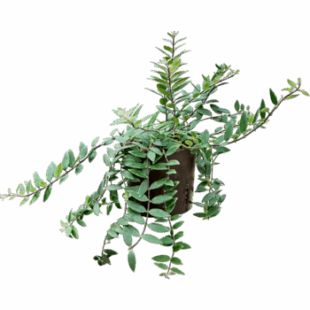 Aeschynanthus lobbianus Hanger (small leaves)