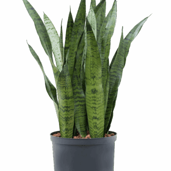 Sansevieria zeylanica Tuft