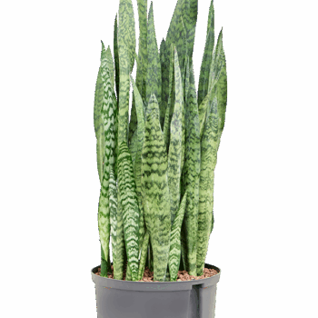 Sansevieria zeylanica Tuft