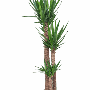 Yucca elephantipes 120-90-60