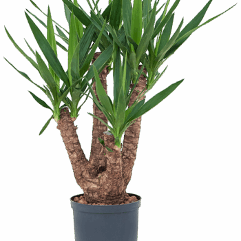 Yucca elephantipes Branched