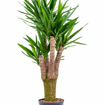 Yucca elephantipes Branched extra