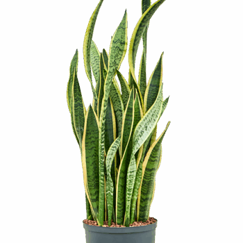 Sansevieria trifasciata 'Laurentii' Tuft