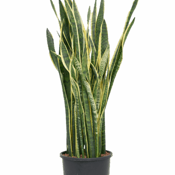 Sansevieria trifasciata 'Laurentii' Tuft