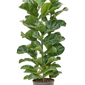 Ficus lyrata 'Bambino' 3pp