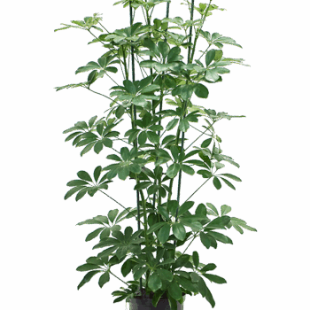 Schefflera arboricola 'Compacta' 3pp