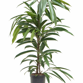 Ficus binnendijkii 'Amstel King' Tuft