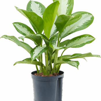 Aglaonema 'Silver Moon' Tuft