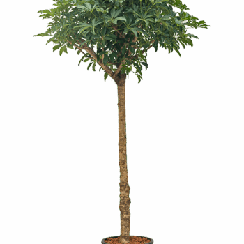 Schefflera arboricola 'Compacta' Stem