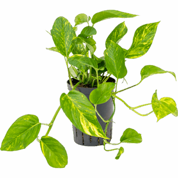 Scindapsus (Epipremnum) 'Aureum' Hanging plant