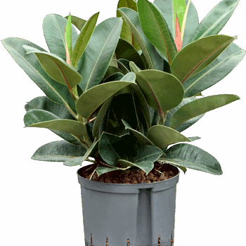 Ficus elastica 'Robusta' Bush