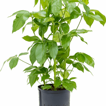 Schefflera actinophylla 'Amate' 3pp (80-100)