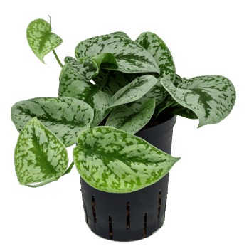 Scindapsus pictus 'Trebie' Hanger