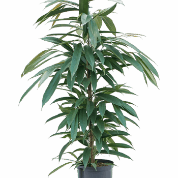 Ficus binnendijkii 'Amstel King' Tuft