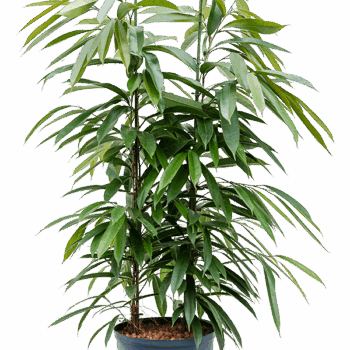 Ficus binnendijkii 'Amstel King' 2pp