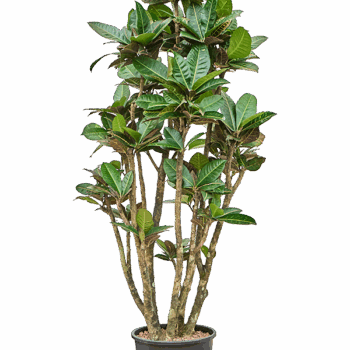 Croton (Codiaeum) variegatum 'Petra' Branched