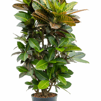 Codiaeum (Croton) variegatum 'Petra' Branched